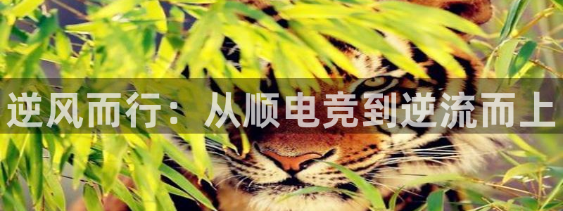 bobim电竞：逆风而行：从顺电竞到逆流而上